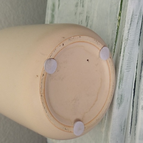 Succulent in a ceramic pot - Picture 9 of 9